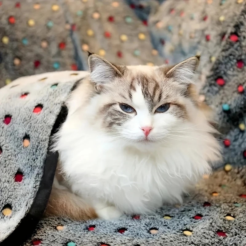 3 adet yumuşak kabarık evcil h - Pet Supplies Dog Food incelemesi ve fiyatı